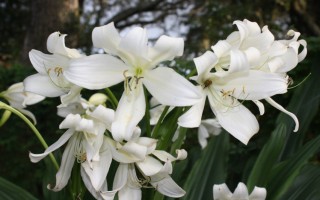 Кринум Ягус (Crinum jagus)