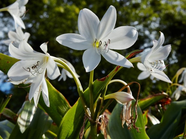 Кринум Мура (Crinum moorei)