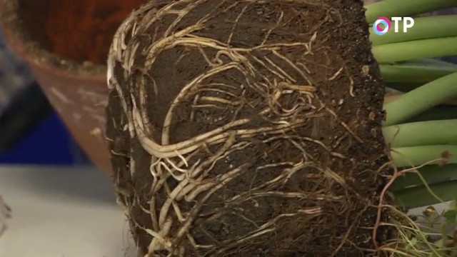 Вынимаем Эухарис из горшка Вынимаем Эухарис из горшка