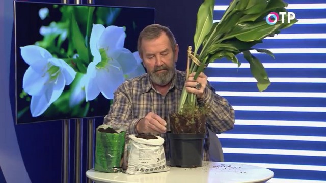 Переваливаем эухарис с комом земли в чуть больший горшок Переваливаем эухарис с комом земли в чуть больший горшок