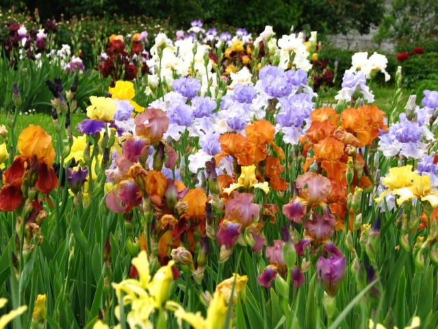 Ирис бородатый (Iris barbata) Ирис бородатый (Iris barbata)