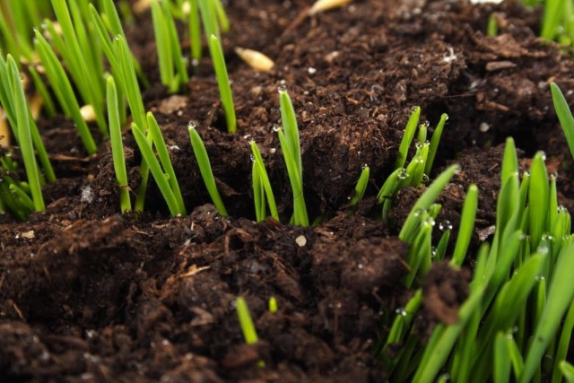 Как определить, кислая или щелочная почва на вашем огороде