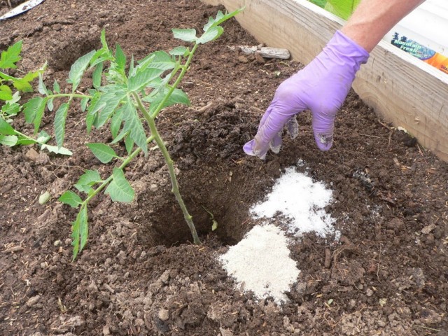 Внесение органических и минеральных удобрений под томат