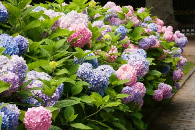 в каком месте сажать гортензию крупнолистную. Hydrangea macrophylla 1. в каком месте сажать гортензию крупнолистную фото. в каком месте сажать гортензию крупнолистную-Hydrangea macrophylla 1. картинка в каком месте сажать гортензию крупнолистную. картинка Hydrangea macrophylla 1. Время чтения: 18 минут Нет времени читать?