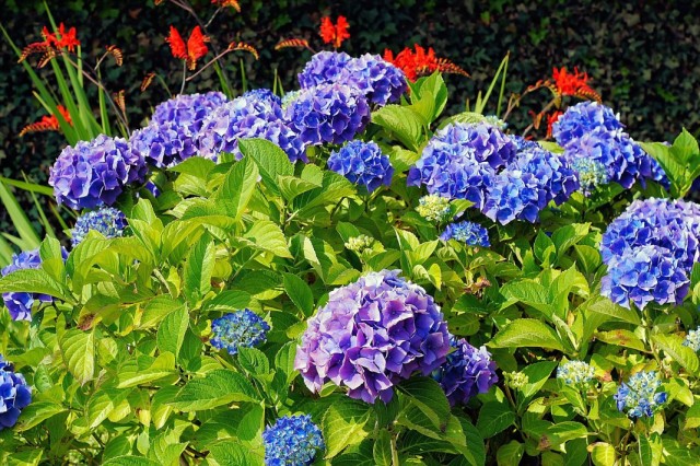 в каком месте сажать гортензию крупнолистную. Hydrangea macrophylla 11. в каком месте сажать гортензию крупнолистную фото. в каком месте сажать гортензию крупнолистную-Hydrangea macrophylla 11. картинка в каком месте сажать гортензию крупнолистную. картинка Hydrangea macrophylla 11. Время чтения: 18 минут Нет времени читать?
