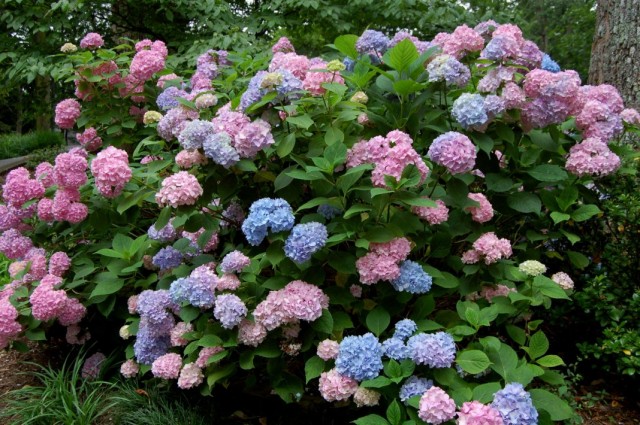 в каком месте сажать гортензию крупнолистную. Hydrangea macrophylla 2. в каком месте сажать гортензию крупнолистную фото. в каком месте сажать гортензию крупнолистную-Hydrangea macrophylla 2. картинка в каком месте сажать гортензию крупнолистную. картинка Hydrangea macrophylla 2. Время чтения: 18 минут Нет времени читать?