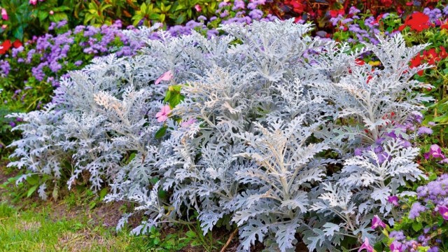 Цинерария приморская, или Якобея приморская (Jacobaea maritima) Цинерария приморская, или Якобея приморская (Jacobaea maritima)