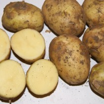 Сорт картофеля для Волго-Вятского региона - Артемис Сорт картофеля для Волго-Вятского региона - Артемис