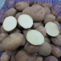Сорт картофеля для Северного региона - Аврора Сорт картофеля для Северного региона - Аврора