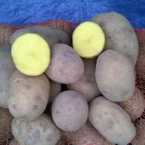Сорт картофеля для Северо-Западного региона - Беллароза Сорт картофеля для Северо-Западного региона - Беллароза