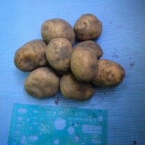 Сорт картофеля для Средневолжского региона - Бельмонда Сорт картофеля для Средневолжского региона - Бельмонда