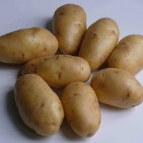 Сорт картофеля для Нижневолжского региона - Импала Сорт картофеля для Нижневолжского региона - Импала