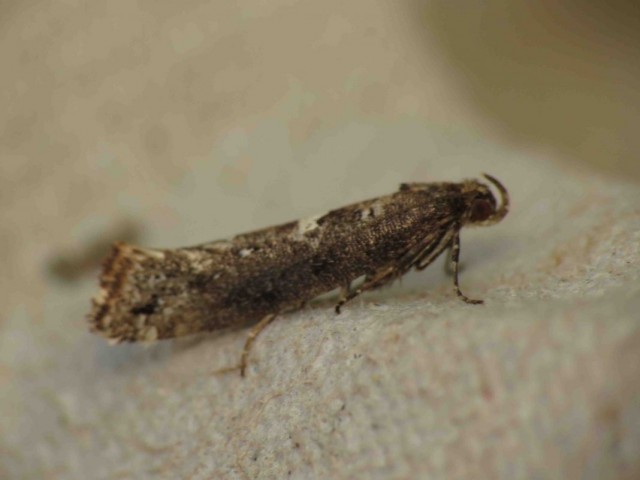Бабочка луковой моли (Acrolepiopsis assectella) Бабочка луковой моли (Acrolepiopsis assectella)
