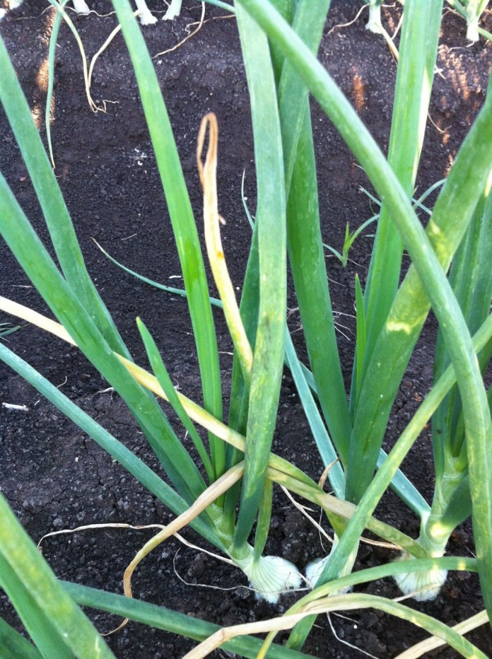 Желтеет лук. Что делать? Почему желтеет лук на грядке