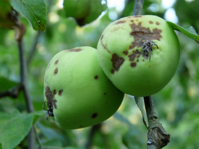 Яблоки, пораженные паршой Яблоки, пораженные паршой