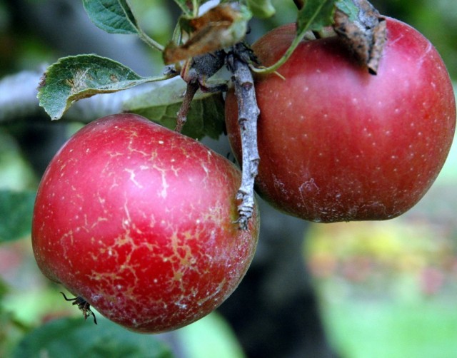 Мучнистая роса на плодах яблони