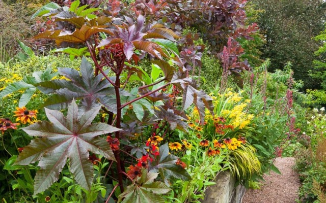 Клещевина (Ricinus communis) Клещевина (Ricinus communis)