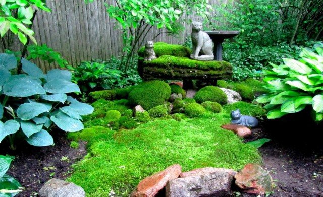 почвопокровные многолетники по которым можно ходить. moss garden 04. почвопокровные многолетники по которым можно ходить фото. почвопокровные многолетники по которым можно ходить-moss garden 04. картинка почвопокровные многолетники по которым можно ходить. картинка moss garden 04. Почвопокровные растения – это низкорослые декоративные культуры, стелющиеся по земле и занимающие довольно большие площади. Благодаря своей неприхотливости и разнообразию видов и сортов, такие растения очень широко используются в ландшафтном дизайне придомовых участков.