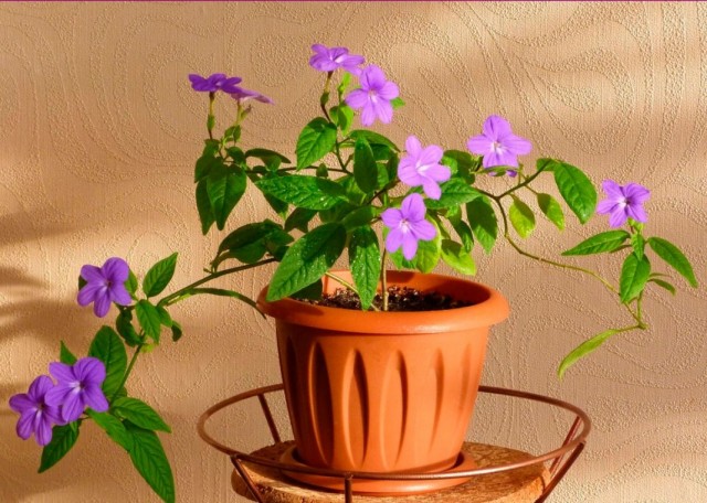 Броваллия красивая (Browallia speciosa) Броваллия красивая (Browallia speciosa)
