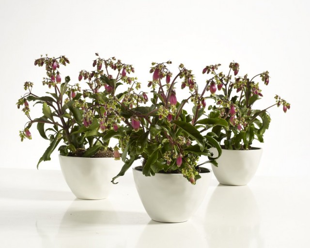 Бриофиллум Мангина (Bryophyllum manginii) Бриофиллум Мангина (Bryophyllum manginii)