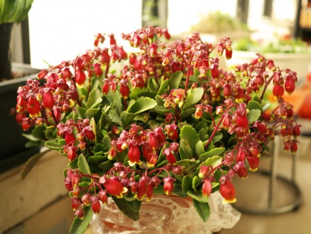 Бриофиллум Мангина (Bryophyllum manginii) Бриофиллум Мангина (Bryophyllum manginii)