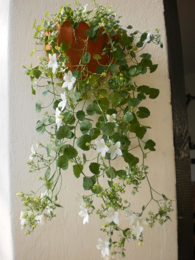 Колокольчик равнолистный (Campanula isophylla) Колокольчик равнолистный (Campanula isophylla)