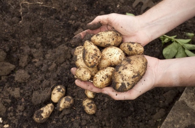Когда и как правильно копать картошку