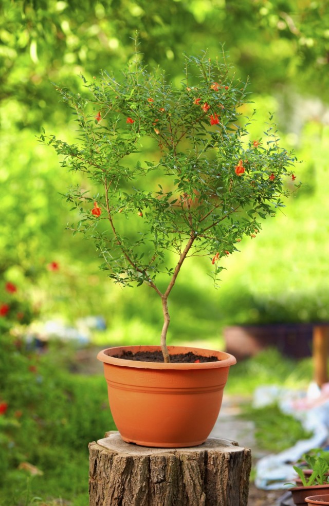 Гранат обыкновенный (Punica granatum) в горшке Комнатный гранат (Punica granatum)