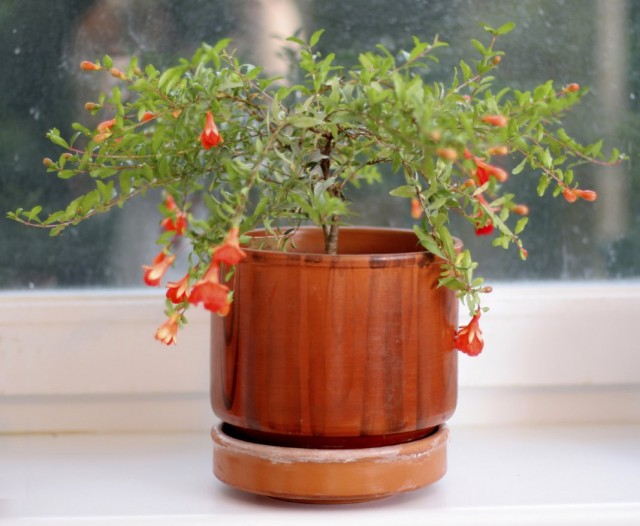 Гранат обыкновенный (Punica granatum) в горшке Гранат обыкновенный (Punica granatum) в горшке
