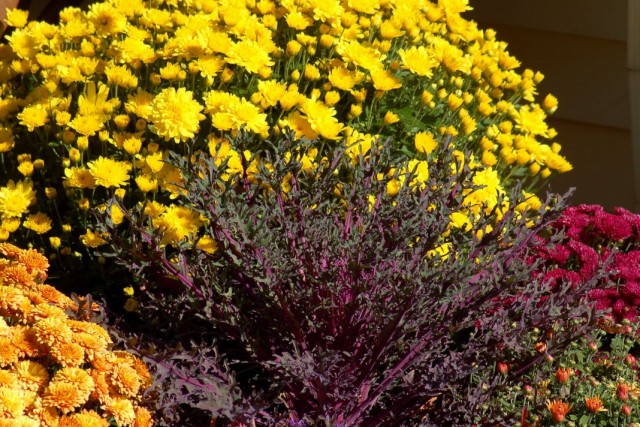 Выращивание хризантем в цветнике