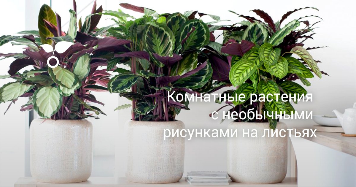 Комнатные Растения Список С Фото
