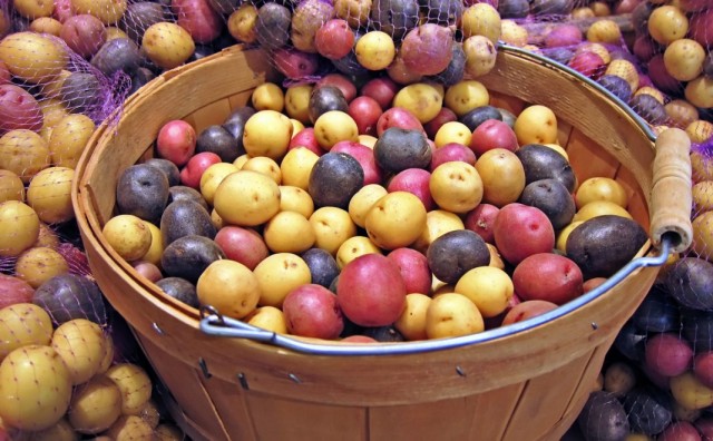 Отбор и подготовка семенного картофеля к хранению