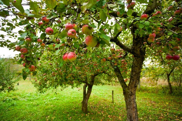 Яблоневый сад осенью