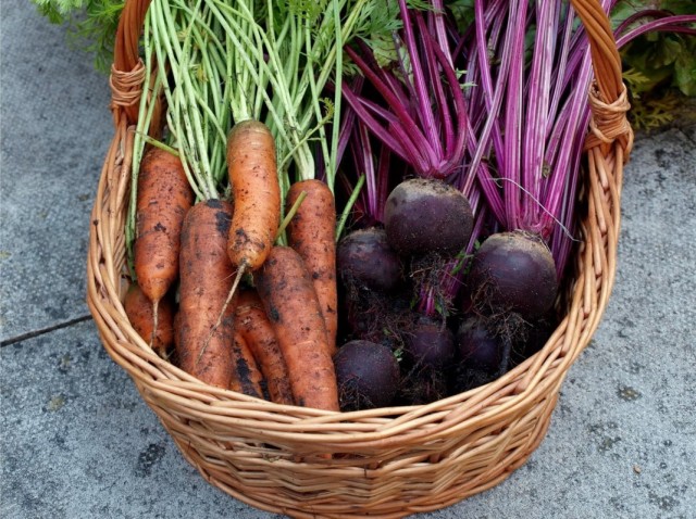 Урожай свёклы и моркови
