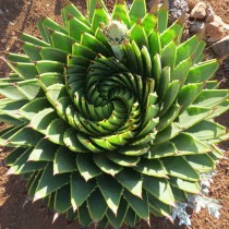 Алоэ многолистное (Aloe polyphylla) Алоэ многолистное (Aloe polyphylla)