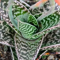 Алоэ пёстрое (Aloe variegata) Алоэ пёстрое (Aloe variegata)
