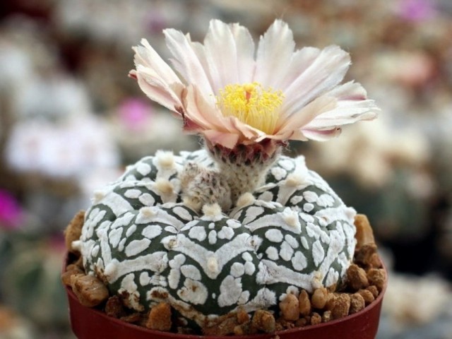 Астрофитум звёздчатый (Astrophytum asterias) Астрофитум звёздчатый (Astrophytum asterias)