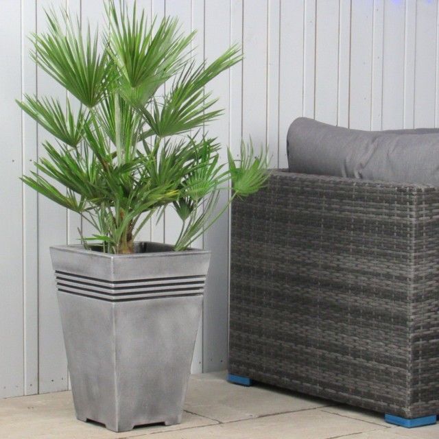 Хамеропс приземистый (Chamaerops humilis) Хамеропс приземистый (Chamaerops humilis)