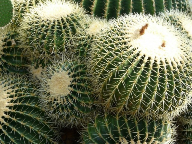 Эхинокактус, или Ежовый кактус (Echinocactus)
