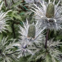 Синеголовник гигантский (Eryngium giganteum)