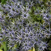 Синеголовник приморский (Eryngium maritimum)