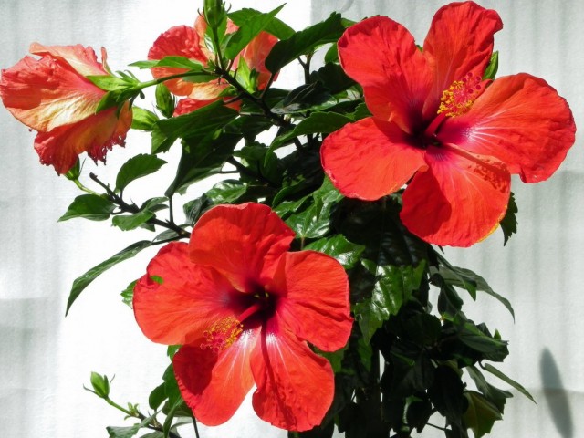 Гибискус китайский (Hibiscus rosa-sinensis) Гибискус китайский (Hibiscus rosa-sinensis)
