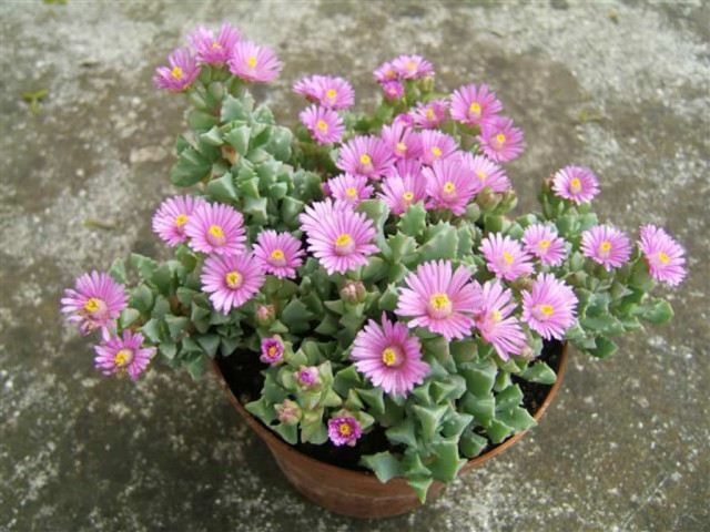 Лампрантус дальновидный (Lampranthus deltoides), или Оскулярия дельтовидная (Oscularia deltoides) Лампрантус дальновидный (Lampranthus deltoides), или Оскулярия дельтовидная (Oscularia deltoides)