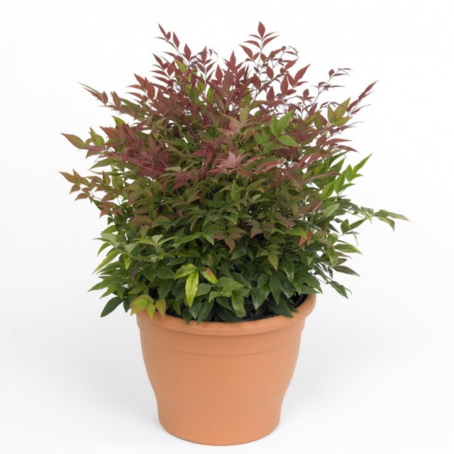 Нандина домашняя (Nandina domestica) Нандина домашняя (Nandina domestica)