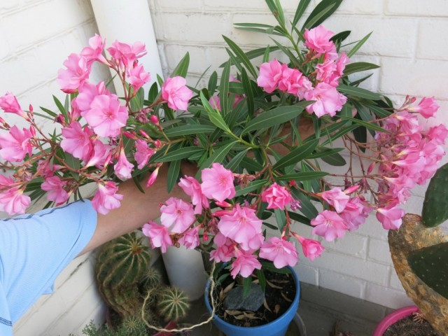 Олеандр обыкновенный (Nerium oleander) Олеандр обыкновенный (Nerium oleander)