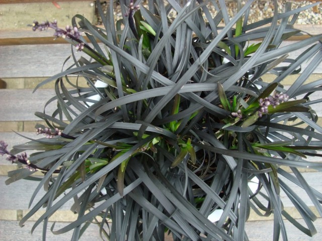 Офиопогон плоскострелковый (Ophiopogon planiscapus) Офиопогон плоскострелковый (Ophiopogon planiscapus)