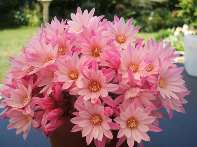 Ребуция (Rebutia) Ребуция (Rebutia)