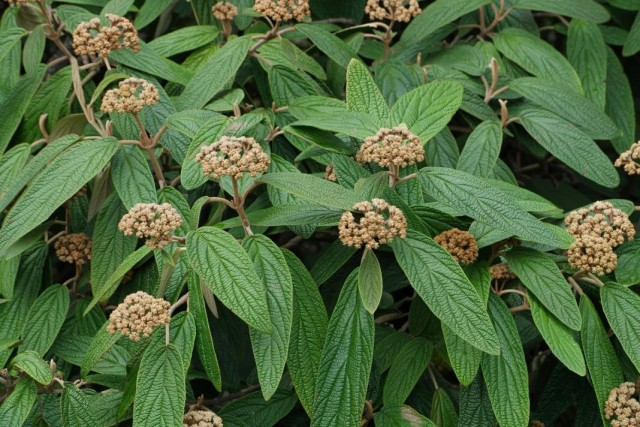 Калина морщинистолистная (Viburnum rhytidophyllum) Калина морщинистолистная (Viburnum rhytidophyllum)