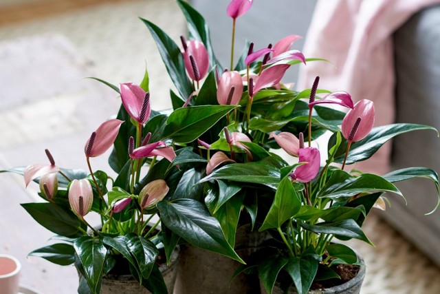Антириумы (Anthurium) Антириумы (Anthurium)