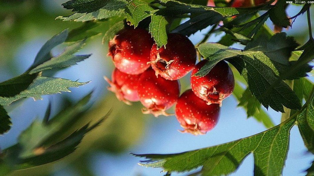 Боярышник Фото Дерева И Плодов Листьев